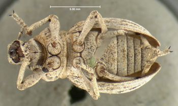 Media type: image;   Entomology 292 Aspect: habitus ventral view